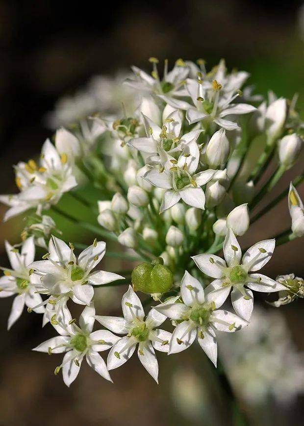城市里买菜不常遇见韭菜花,有时会在叶子顶端看到苞苞头,那就是未发育