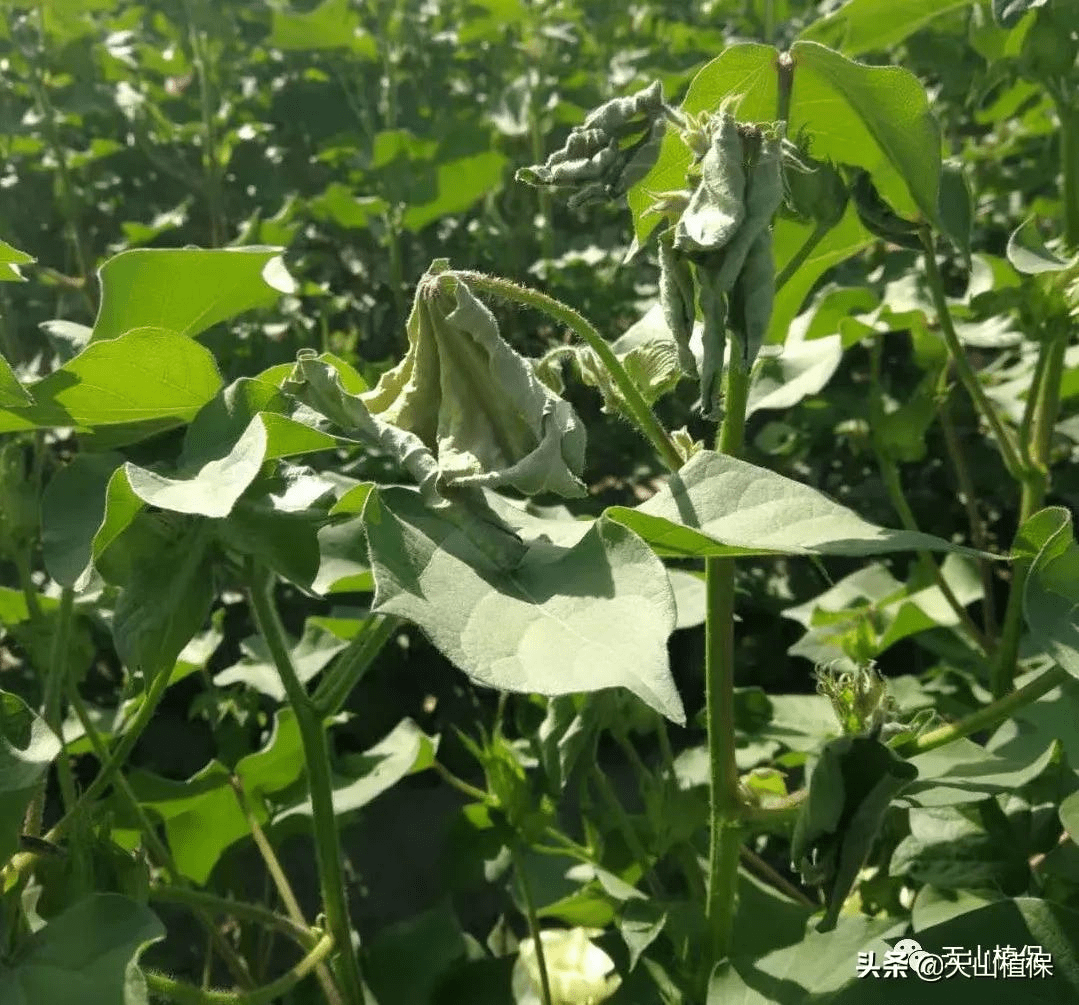 当前高温棉株顶部叶片萎蔫的分析及解决的办法_棉花