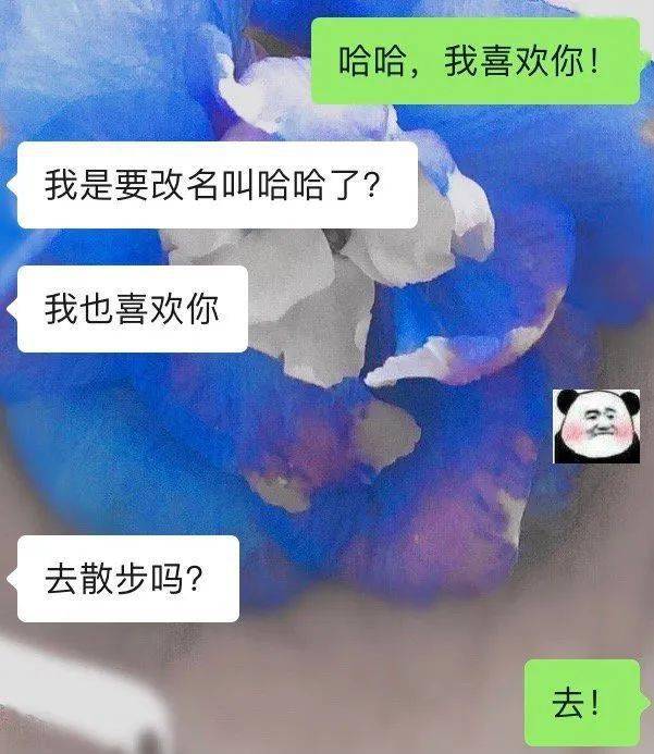 給喜歡的人發哈哈我喜歡你被網友的回覆笑死