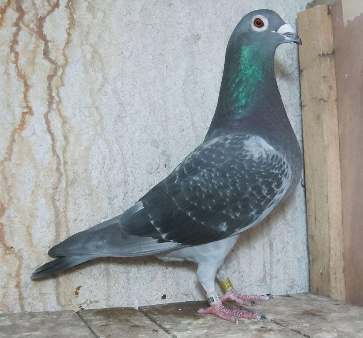 什么年龄段的种鸽比较容易出成绩?