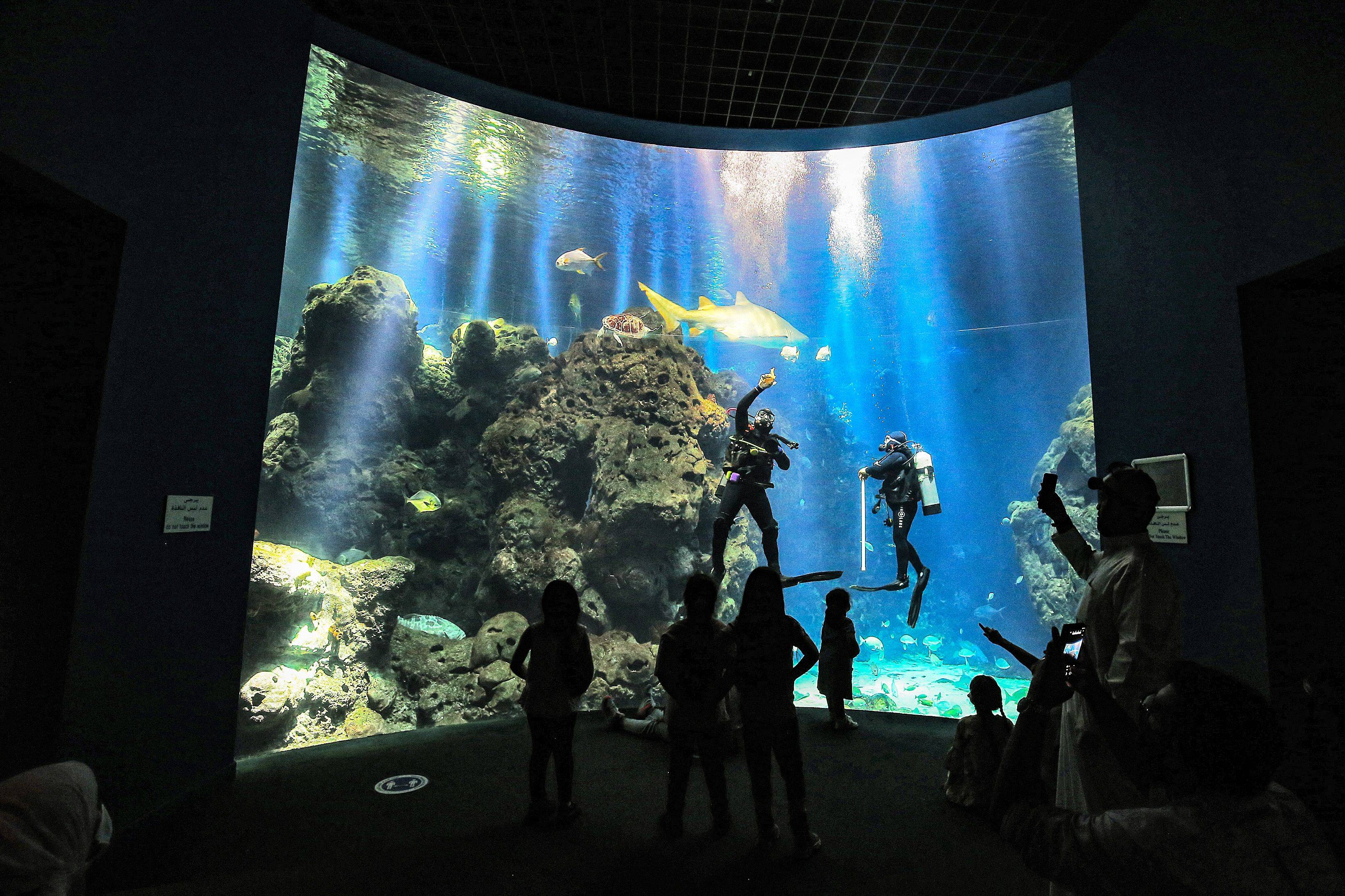 动物狂欢节水族馆图片