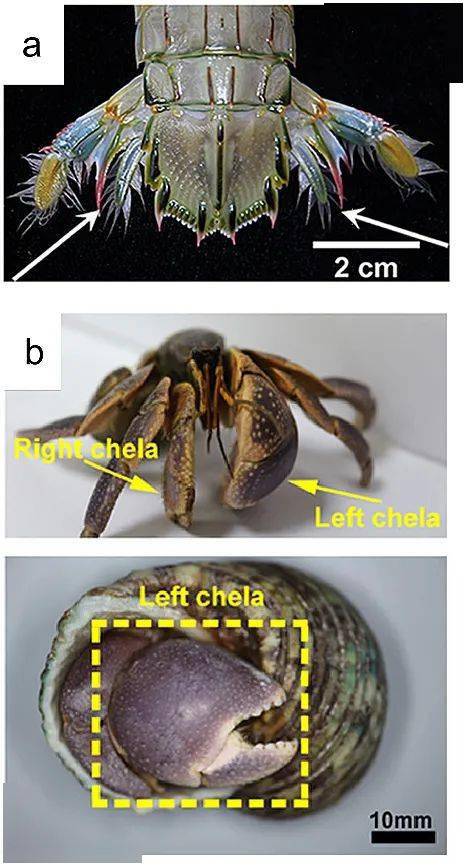 皮皮虾的矛戳寄居蟹的盾谁会赢