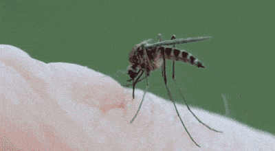 香薰|【992 | 分享】驱蚊“金刚罩”，安全不刺激，驱蚊又止痒，蚊子遇见它，连夜搬了家！