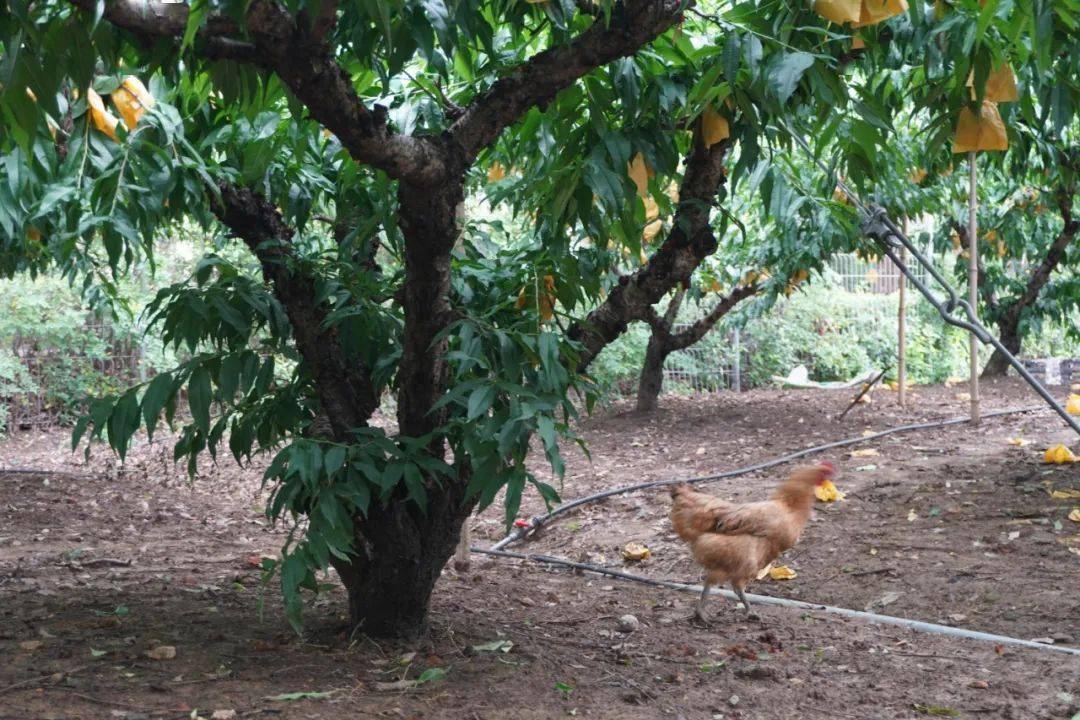 如何种植黄豆全过程 b1b0139475db454f81d7c60e35a0f0cc.jpeg