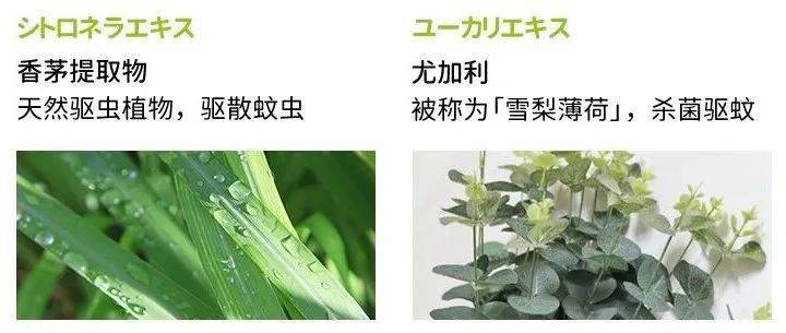 香薰|【992 | 分享】驱蚊“金刚罩”，安全不刺激，驱蚊又止痒，蚊子遇见它，连夜搬了家！