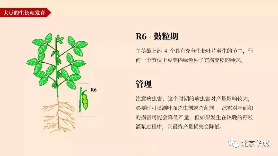 大豆植株结构图图片