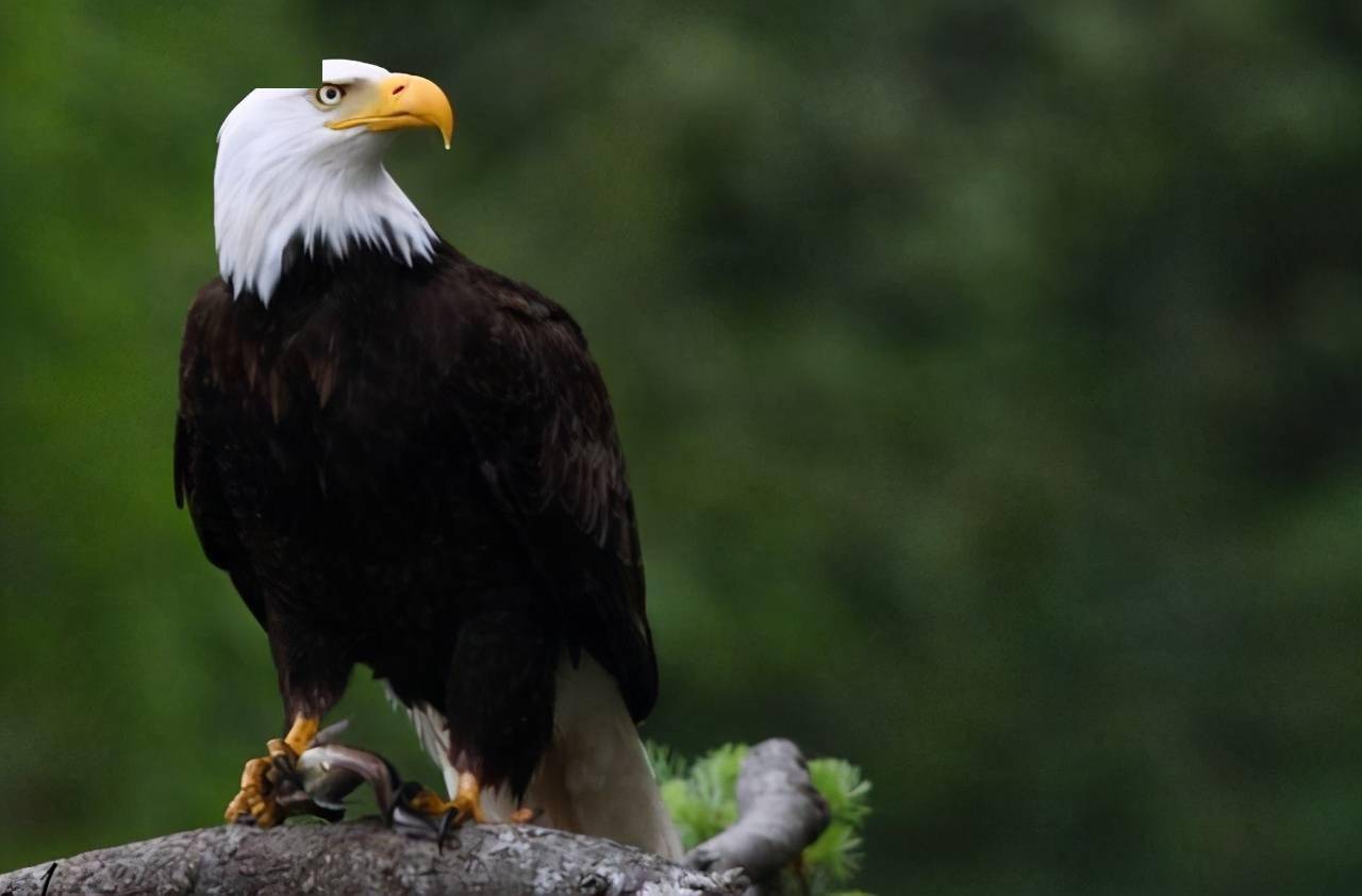 什么情况老鹰俯冲捉小兔子却被小鹿活活踩死罕见画面被拍下