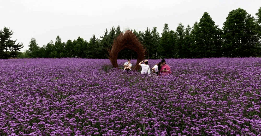 週末來這片新晉網紅花海打卡吧