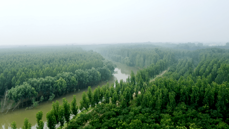 子牙河河间段昔日美景今重现!
