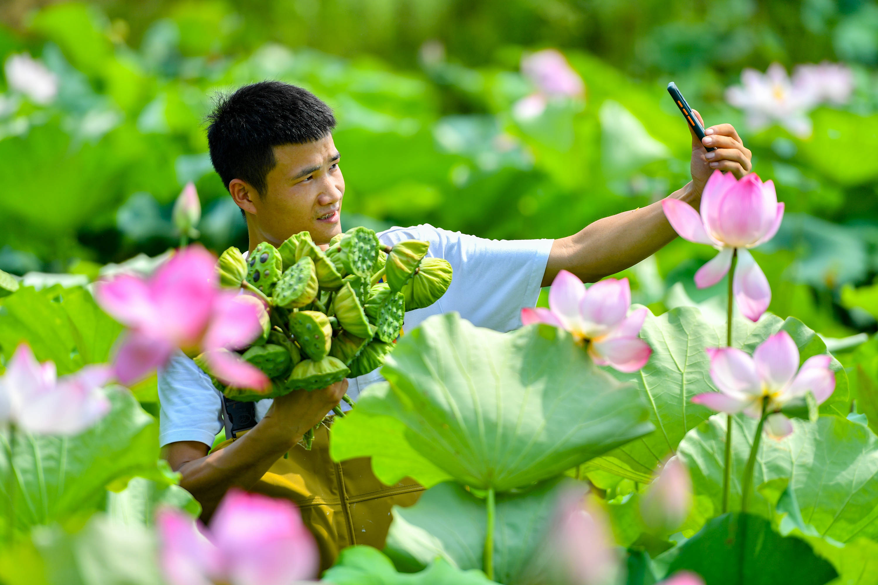 盛夏时节采莲忙