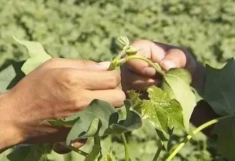 棉花打顶需要明白的几个问题