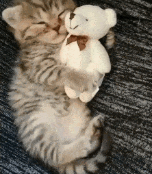 小奶猫抱着小熊睡觉,太可爱了