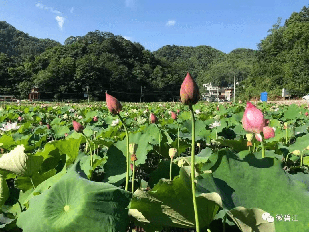 到铜仁碧江这儿，坐着火车看荷花