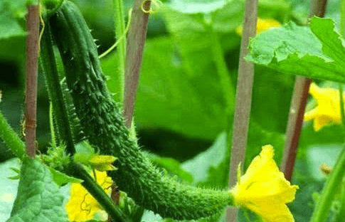 豆类|伏天湿热重 吃瓜清热利湿