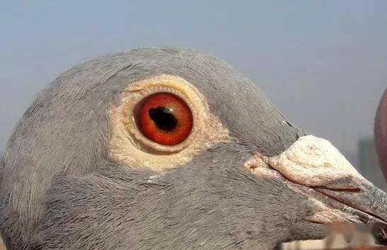 信鸽的瞳孔形状分为:圆形