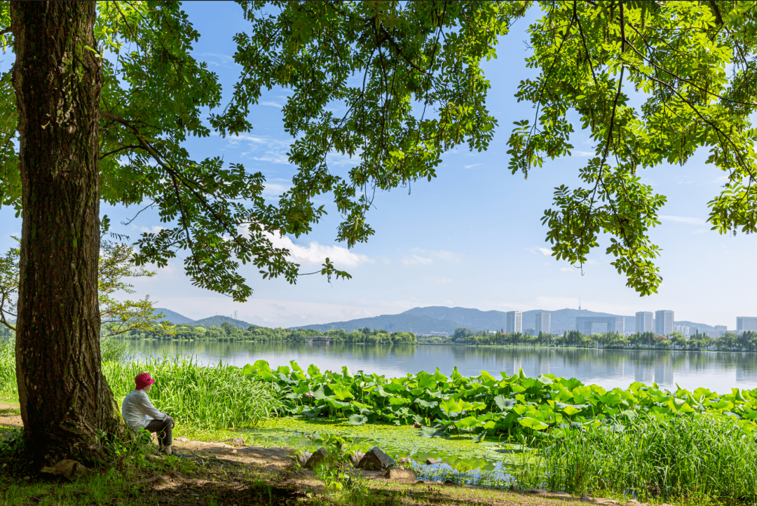 这是一条自带香气的推送,无锡的夏天,独特的味道