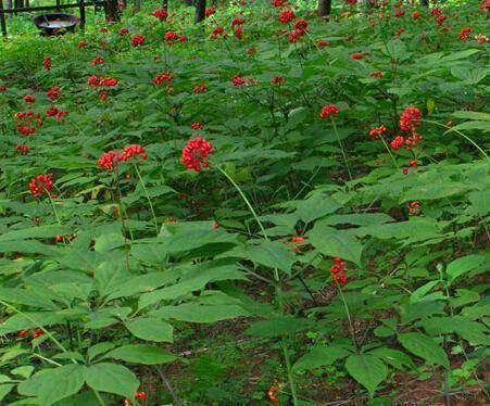 中草药种植前景排名 21034551123d47ff9d36e9a10f627401.jpeg