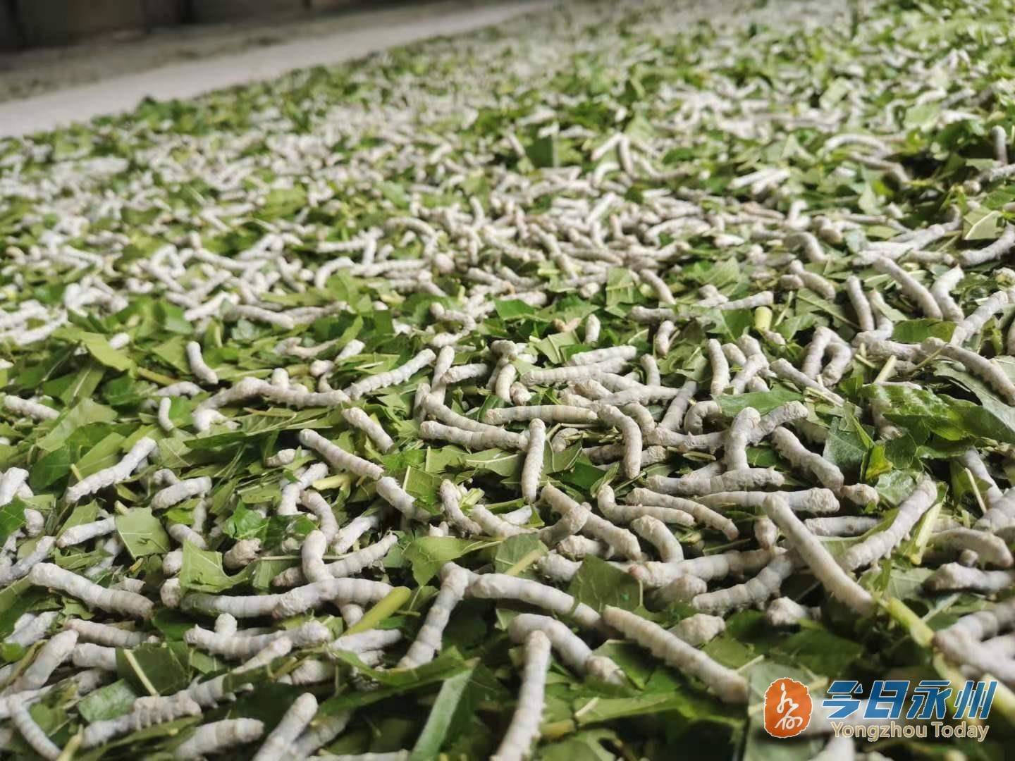 祁阳油塘村:种桑养蚕"破茧成蝶"_桑蚕