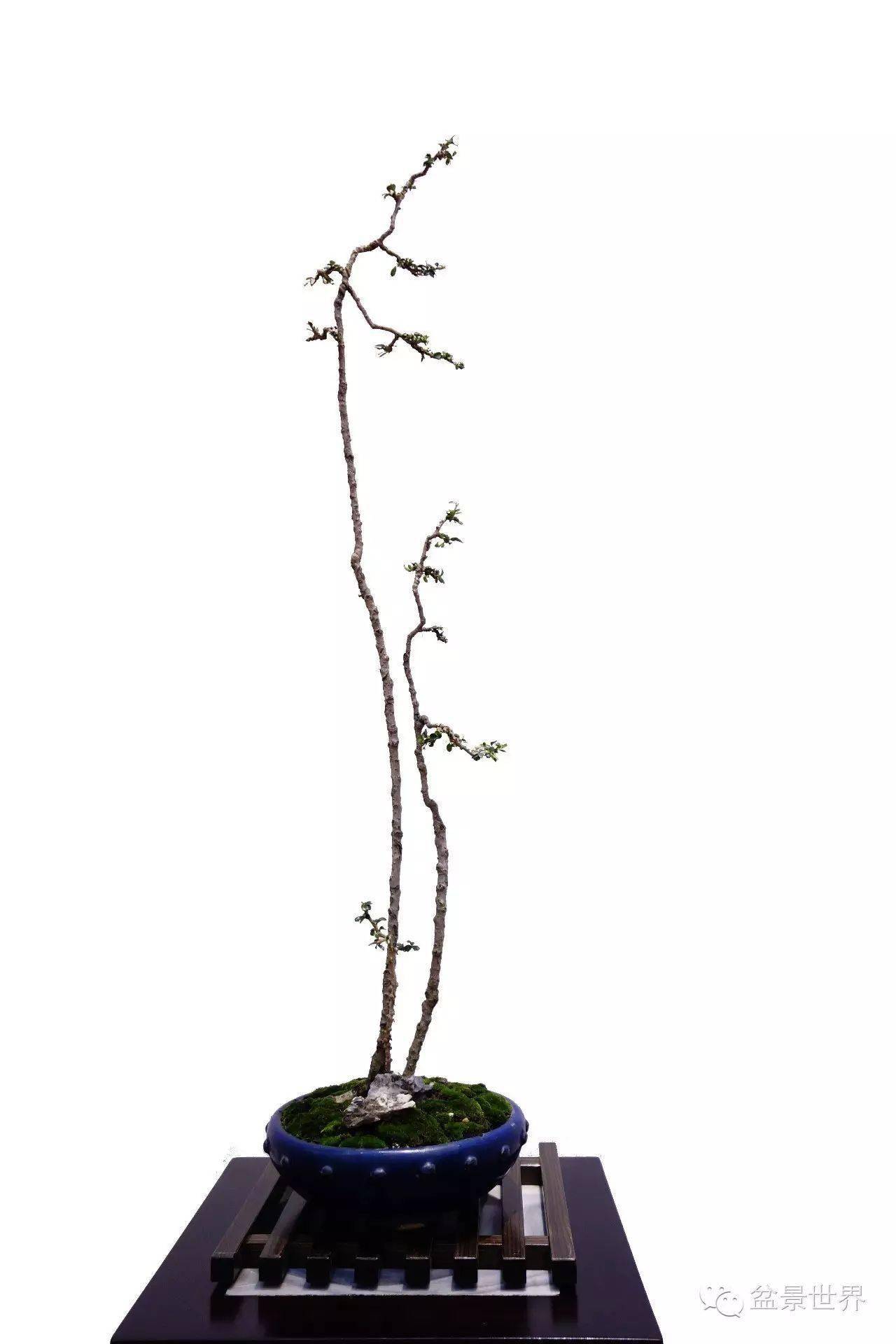 文人树与素仁格,这个高逼格的雅集,这个夏天的一股清流_盆景