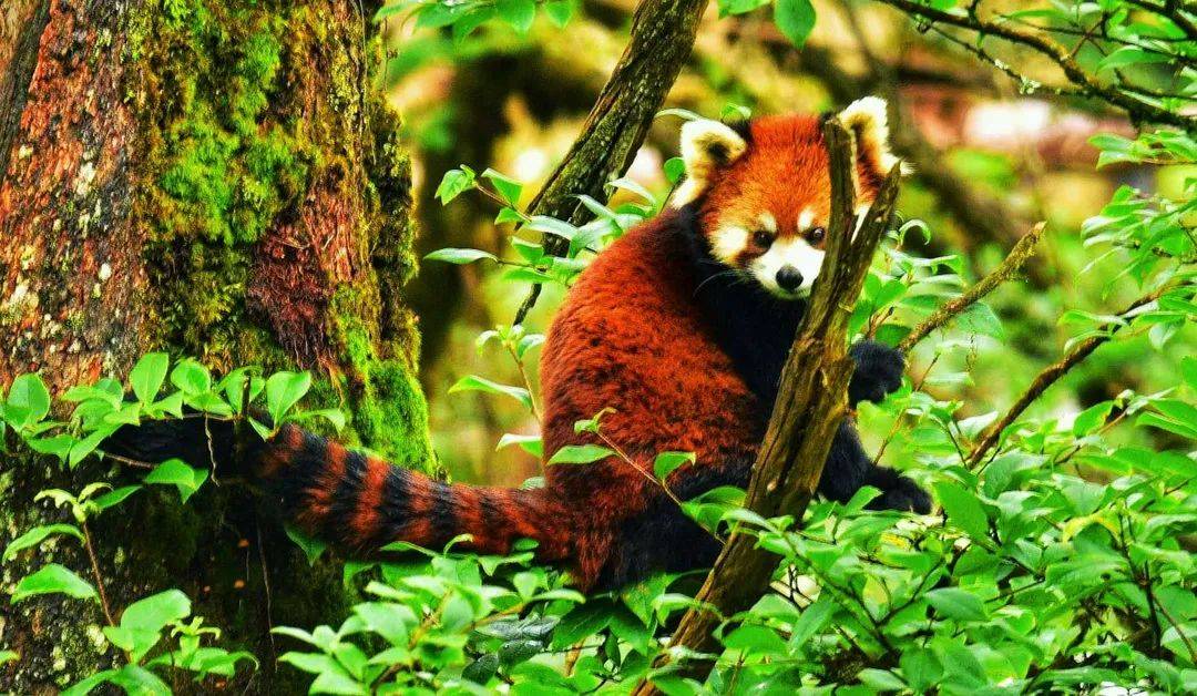 瓦屋山的原住民小熊猫又出来摘甜美的野生樱桃啦