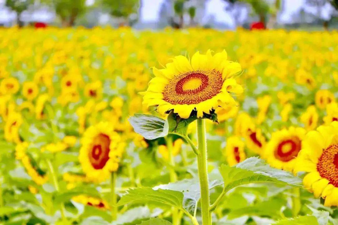 向陽花開田園採摘來岔河境內白馬湖向日葵的故事景區邂逅你的盛夏光年