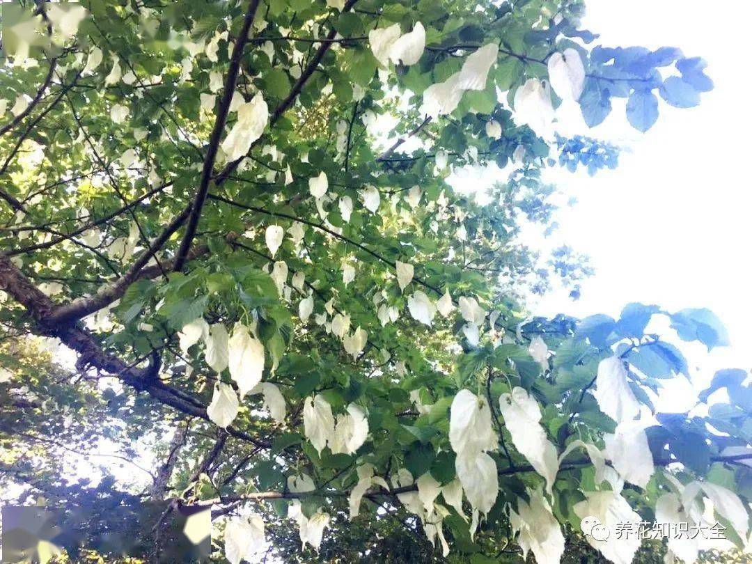 夏季看到这些牢底坐穿花千万别去挖可能会触犯法律