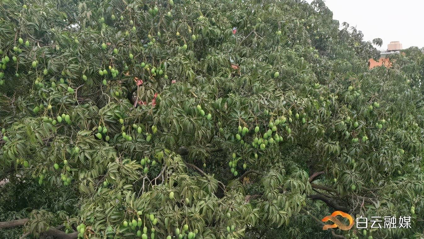 白云街坊有口福了!夏茅香芒和黄边鸡心柿将进行扩种