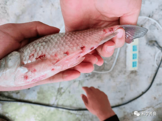 係指由原生動物寄生蟲,蠕蟲(扁形動物,線形動物,環節動物等寄生蟲)及