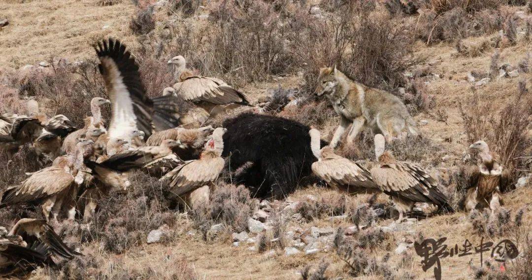 雪山之王,也不是那么好当的_雪豹