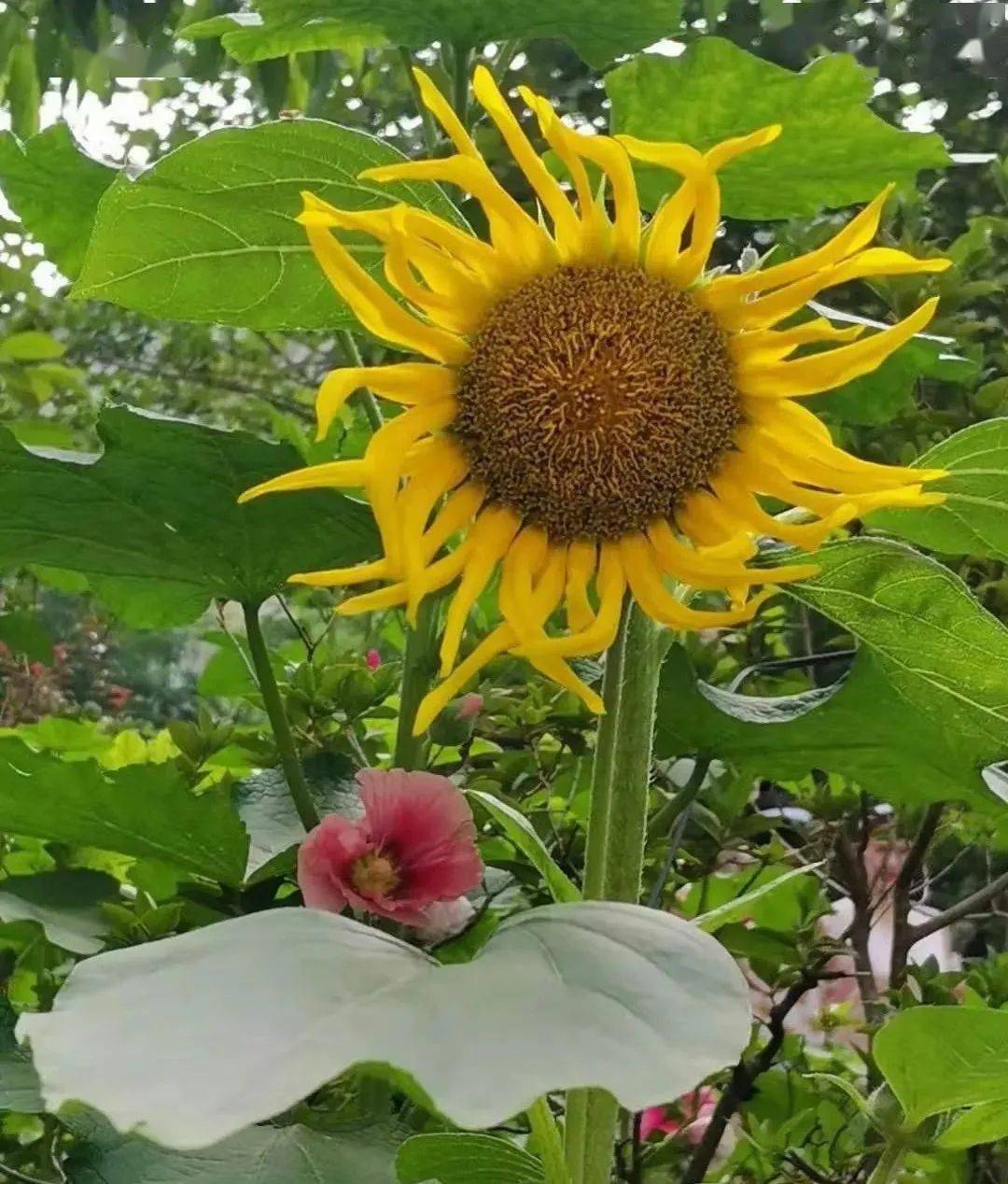 《又見向日葵》——繁星《松果菊》——火龍果儷《月季花》7月13日