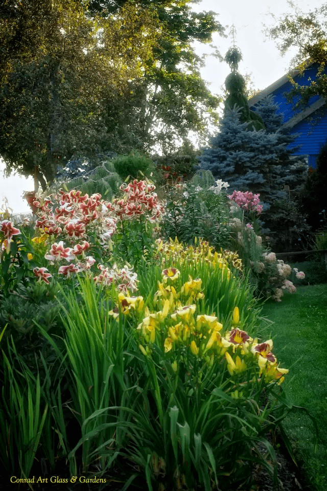 光切花可不够你种过15米高的庭院百合么