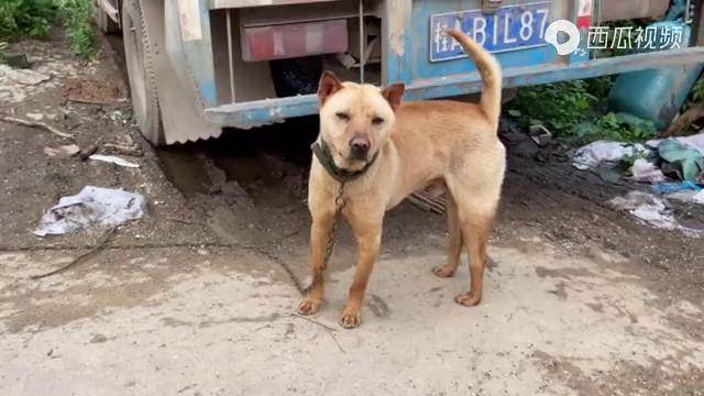 拥有葫芦头猫耳枪尾的土猎犬是很多人梦寐以求的可狗主不懂货