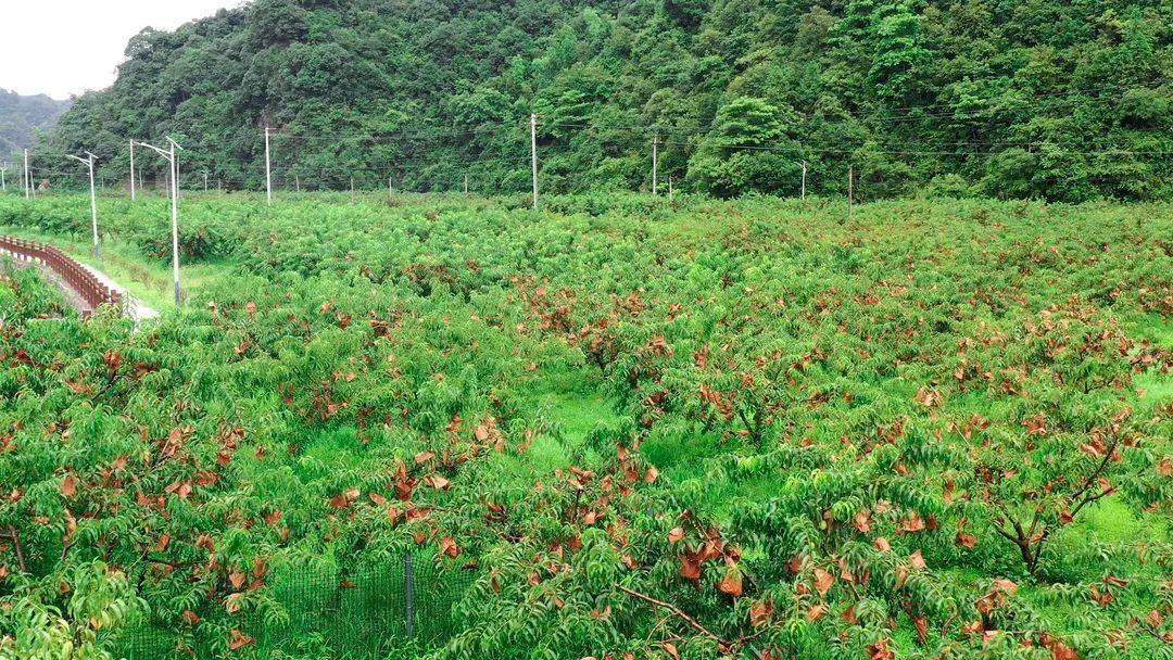 油的黄桃树上硕果累累在黄桃基地里如今正是吃黄桃的好时节六月桃补气