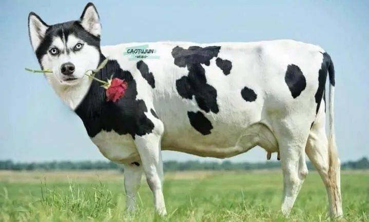 梦境解析，为何会梦见一头牛叮叮地看着你？