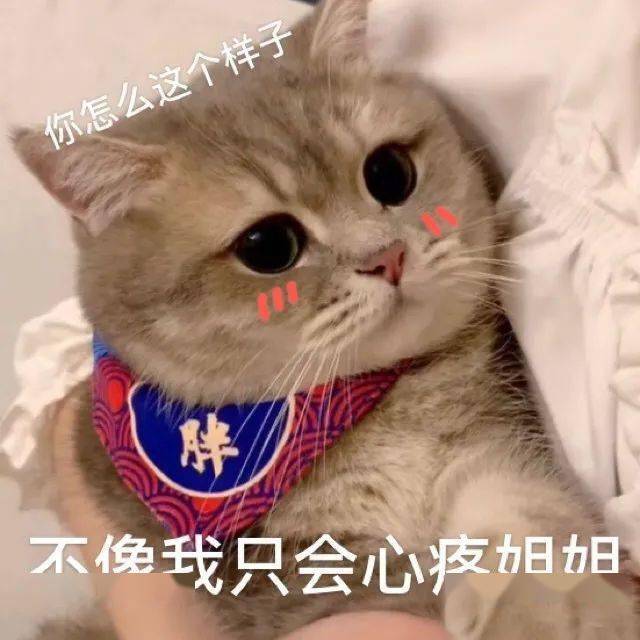 可爱猫猫猫猫头像表情包集体送上