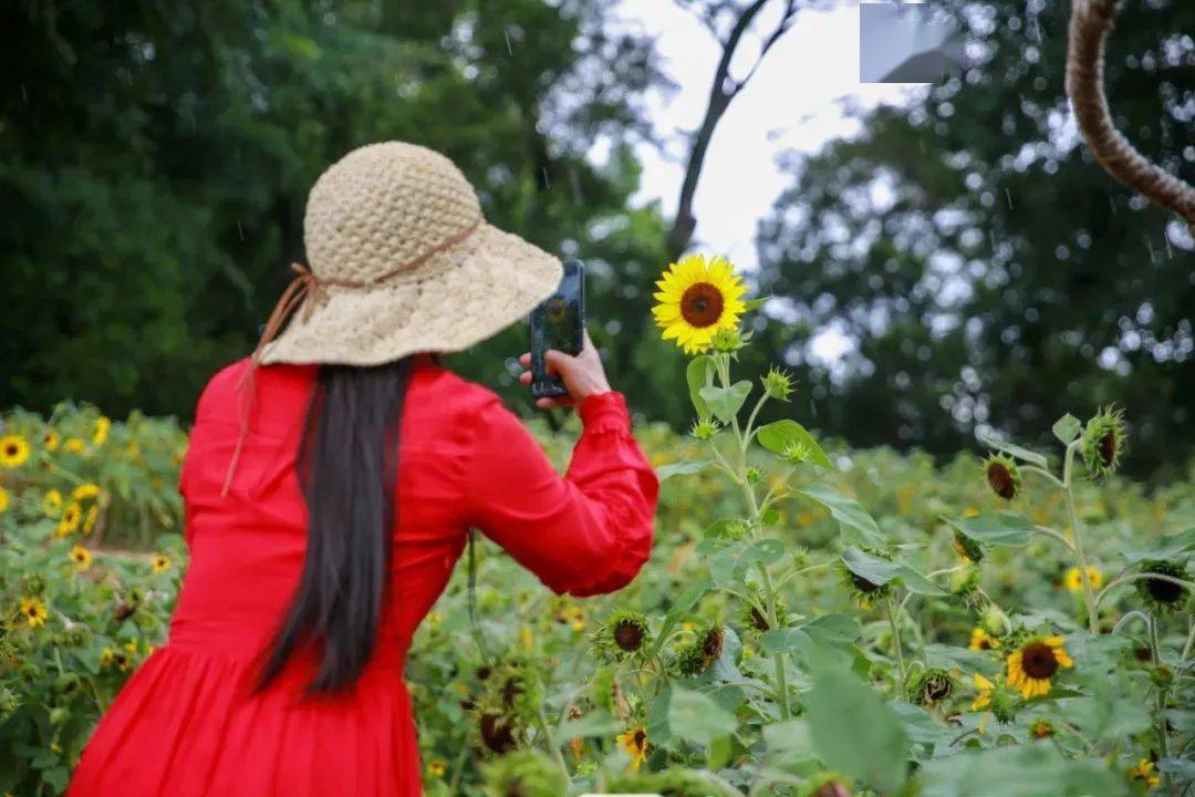 咱们南宁的夏天也太美了已经被各种鲜花包围