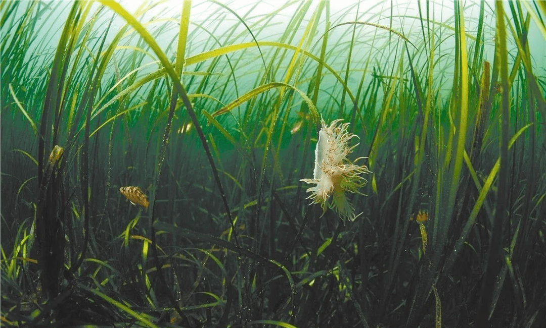 海洋科普1497海草和海藻的区别