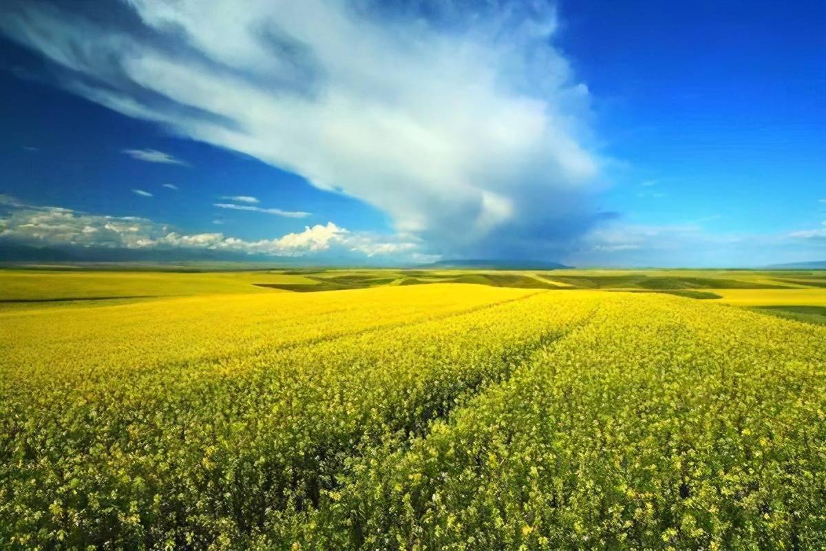 昭苏天马之乡七月的油菜花是全国盛开最晚花期最长油菜花