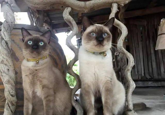 怎么防止猫咪走丢 2c248f58849e4eeab30092d6bda67976.jpeg