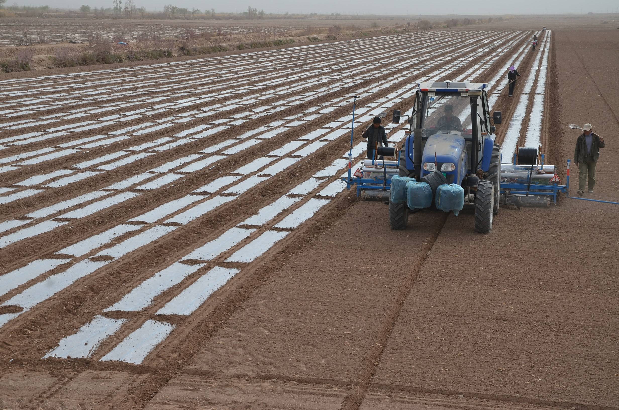 拖拉机在新疆生产建设兵团第一师二团棉田播种棉花 图源:视觉中国