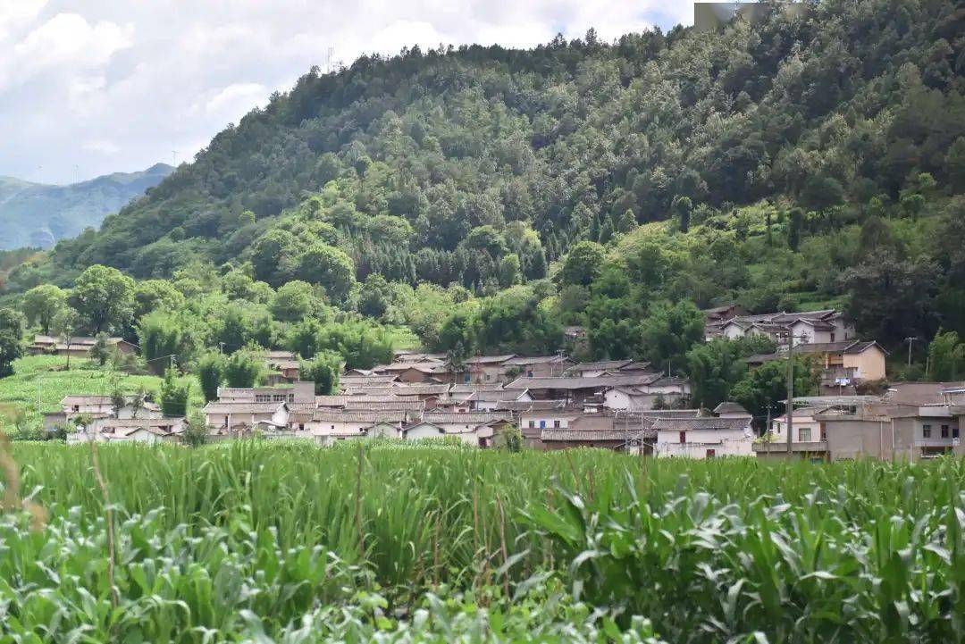 鉛鋅鎮圍牆村:發展茭白產業 助推鄉村振興