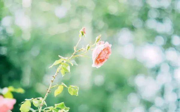 怎么才能不怕失去 55c18c6fd62341c88fa82090d299ed04.jpeg