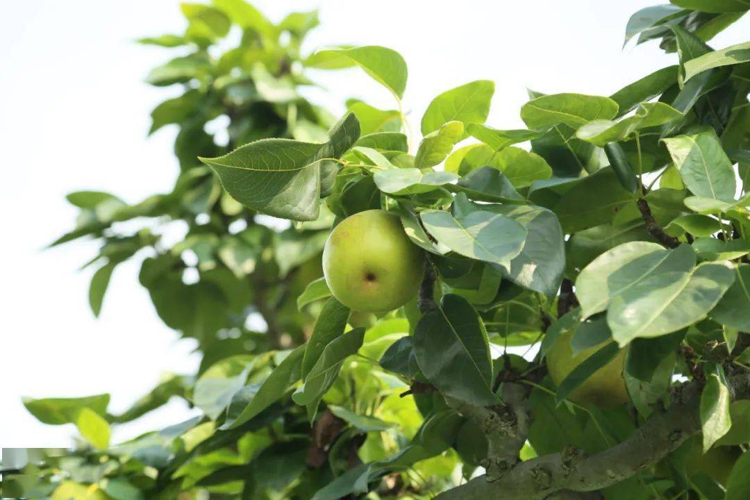 "六月雪"翠冠梨,今天开始预售!