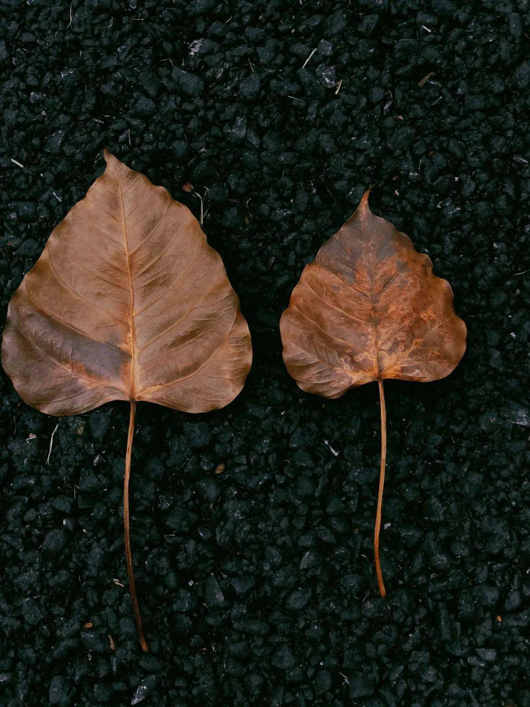 一片树叶的4种别样拍法太有感觉了