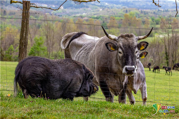 克罗地亚农场小猪和牛友情深厚一起嬉戏玩耍形影不离