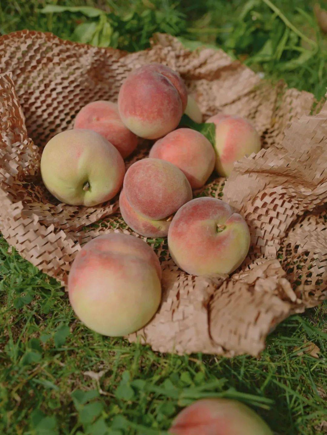 果农们将最好看,最好闻,最好吃的桃子,今年,又是蜜桃丰收的一年,夏雨