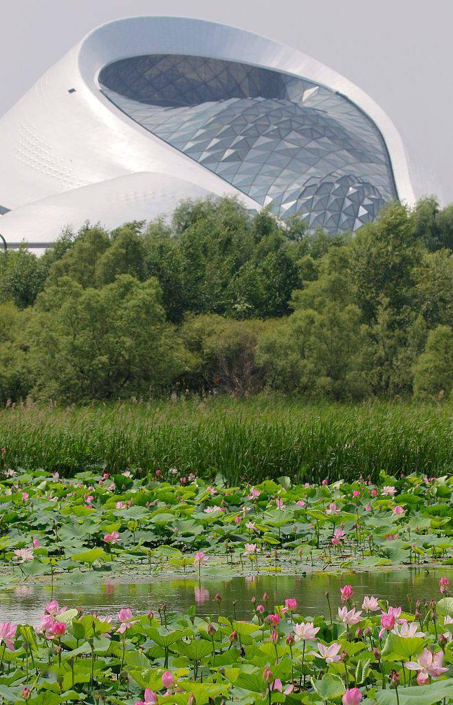 哈尔滨:荷花盛放 荷塘景色美若画卷