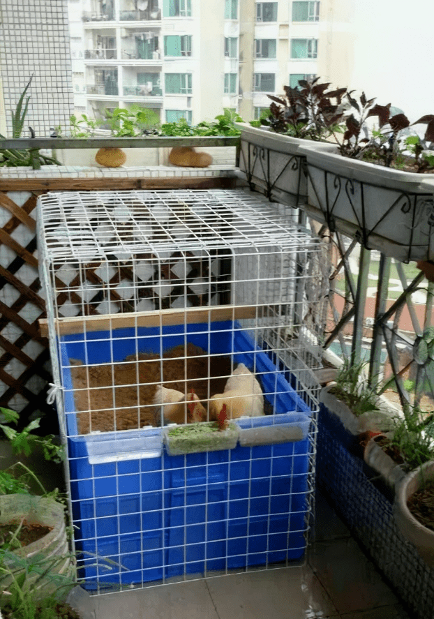 网友在阳台上养了两只鸡谁知邻居