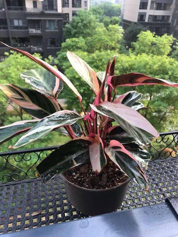 晒图| 七彩竹芋挺好看的,又不会太大,适合小阳台
