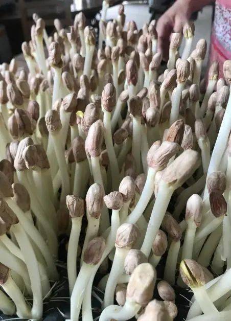 芽苗"催生"新财富_花生